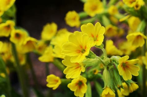 Fotos gratis : florecer, botánica, amarillo, jardín, flora, flor silvestre, Flores, Flor ...