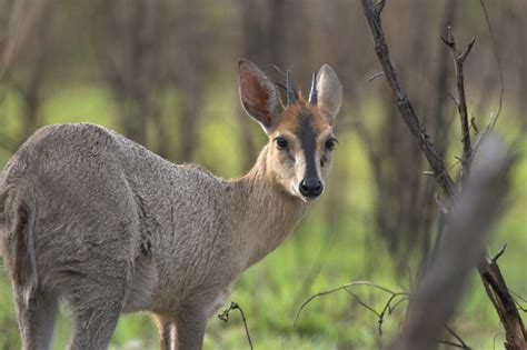 Duiker, Common - Fascinating Africa