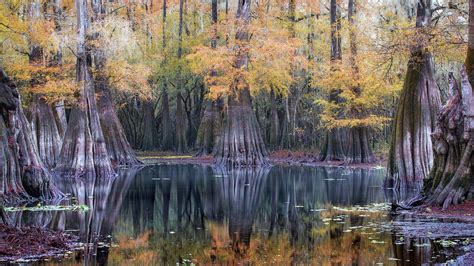 Fall Colors at Cypress Pond 16x9 Photograph by Alex Mironyuk - Fine Art ...