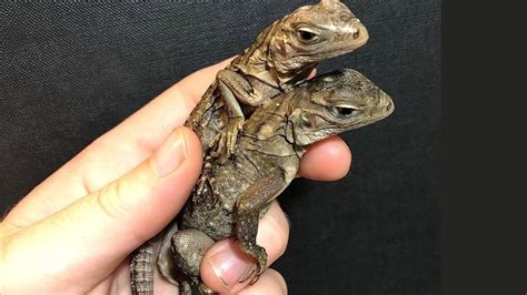 Blue Iguana Conservation programme celebrates arrival of twins | Loop Cayman Islands