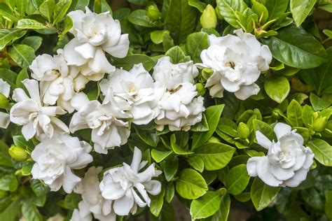 10 Best Smelling Fragrant Indoor Plants You Must Grow | Garden