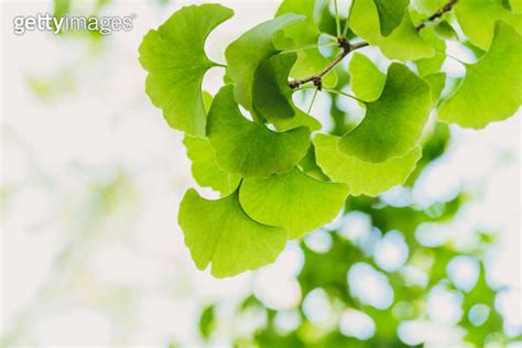 Ginkgo biloba green leaves on the tree. Ginkgo biloba tree leaves with sunbeams. healing. herbal ...