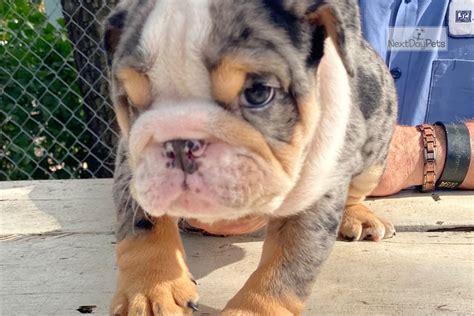 Top Blue Merle English Bulldog Price of the decade Don t miss out ...