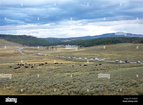 Cars slow down to look at the Bison herds causing a 'bison jam' in ...