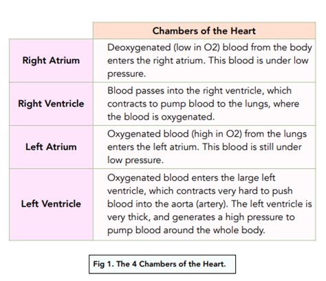 Circulatory System - The Heart: Structure and Function (GCSE Biology ...