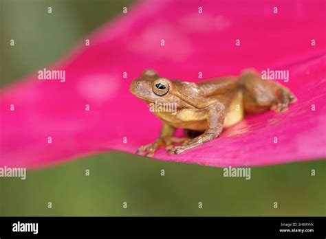 Mahogany tree frog (Tlalocohyla loquax) is a species of frog in the family Hylidae found in ...
