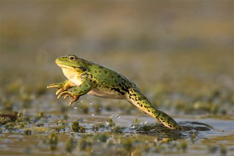 Are Frogs Reptiles? - WorldAtlas