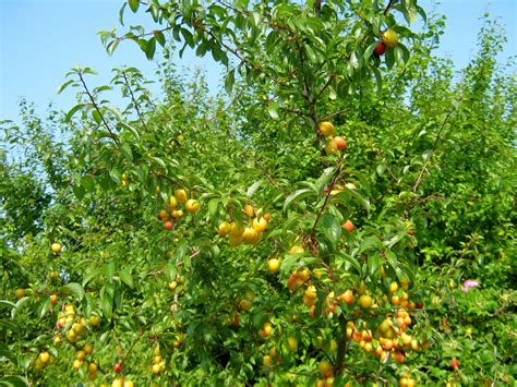 Mirabelle Plums Trees