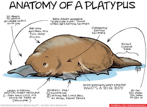 Anatomy of a Platypus - Sheldon® Comic Strip