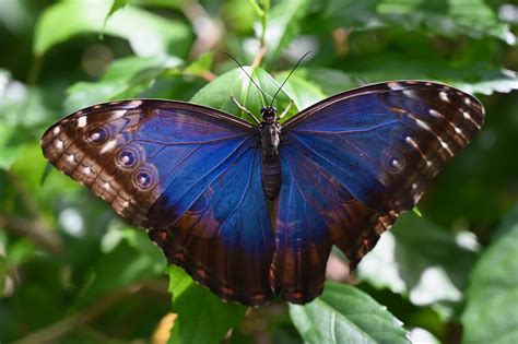 Blue Morpho Butterfly – Photos by Steve Kremer