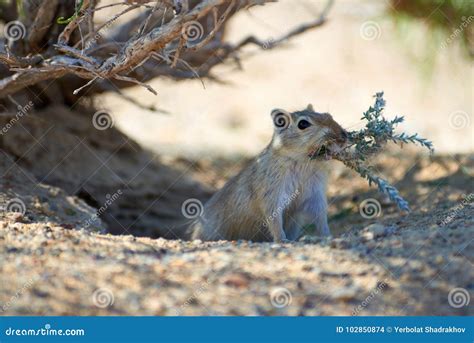 The Great Gerbil Rhombomys Opimus. Stock Photo - Image of spring, cute: 102850874