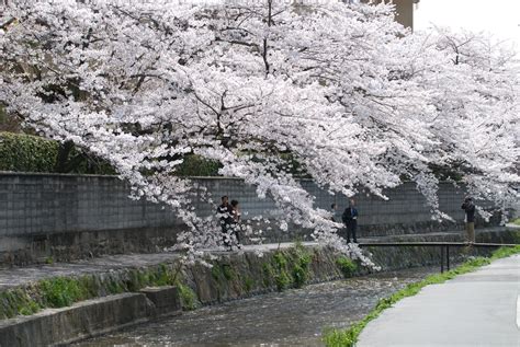 Jeffrey Friedl's Blog » Cherry-Blossom Full Bloom Hits Kyoto