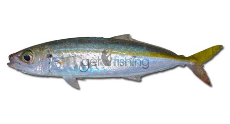 Mackerel Scad | Get Fishing