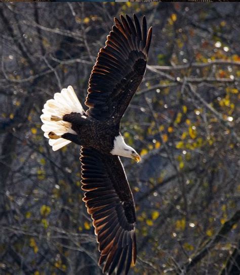 Jordan Lake Dam: Migrating Bald eagles – Best Life Birding