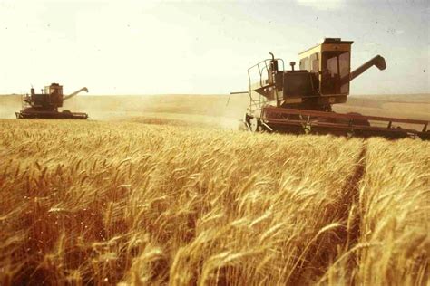 Wheat harvest starts weeks early, as market softens | South Florida Times