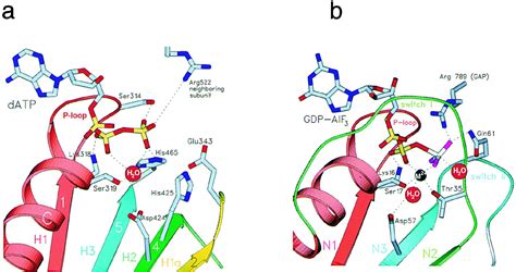 Crystal Structure of the Helicase Domain from the Replicative Helicase-Primase of Bacteriophage ...