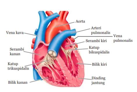 Mengenal Sistem peredaran darah serta Organ yang Bekerja pada Manusia ...