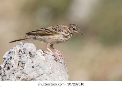 1,182 Tree Pipit Images, Stock Photos & Vectors | Shutterstock