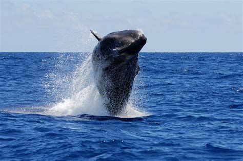 Azores Whale Watching On Pico Island | Wildlife Trails