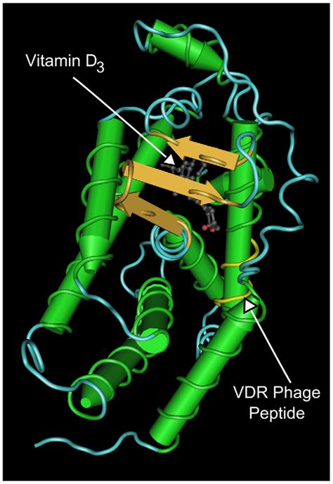 Structural model of the Vitamin D Receptor associated with its ligand... | Download Scientific ...