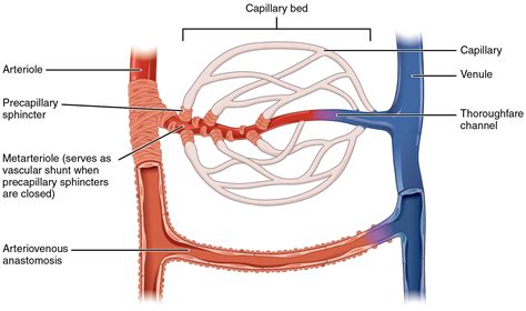 What Happens At A Capillary at Todd Jaramillo blog