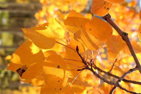 Aspen Leaves | Sedona Women's Institute