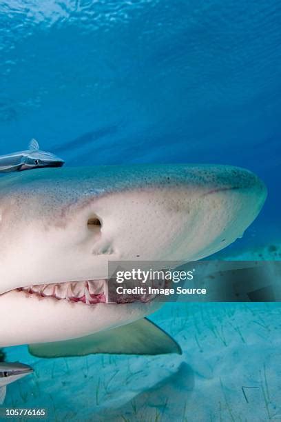 Lemon Shark Teeth Photos and Premium High Res Pictures - Getty Images