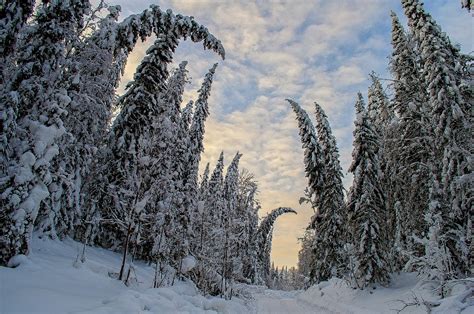 Winter Forest Russia - Free photo on Pixabay