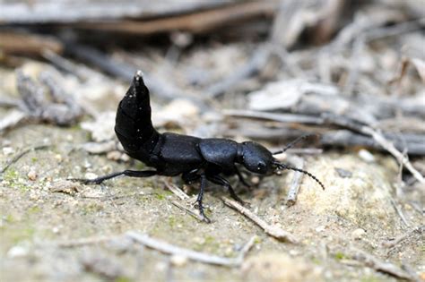 Maltese Nature: The devil's coach-horse beetle