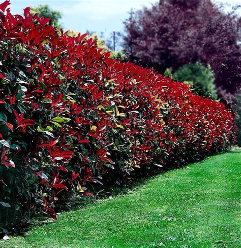 Top 10 Beautiful Plants You Can Grow Instead Of A Fence - Page 2 of 3 ...