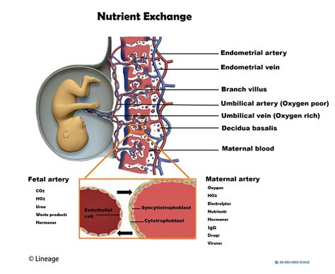 Normal Placenta Anatomy