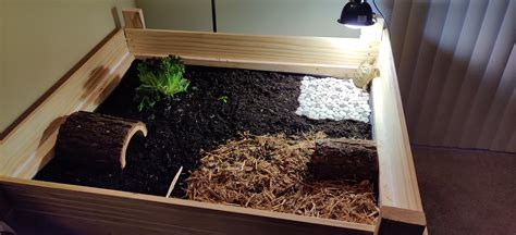 Russian Tortoise Habitat Setup