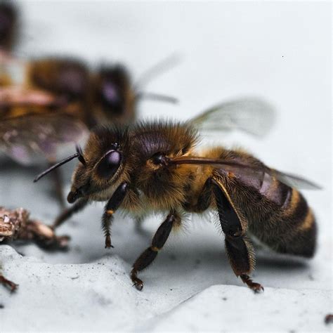 the British Black Bee project - Apis mellifera mellifera