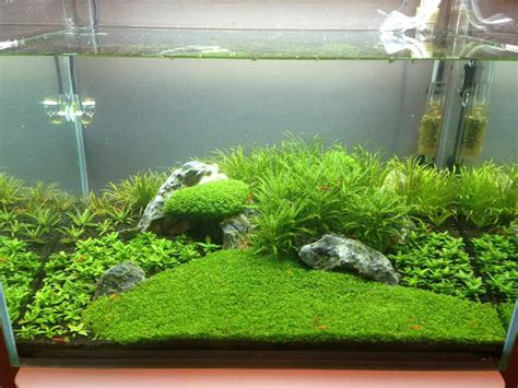 The 25+ best Shrimp tank ideas on Pinterest | Nano aquarium, Freshwater ...