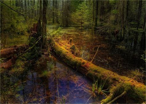 Forest swamp | Landscape photos | Landscape photos, Landscape, Nature ...