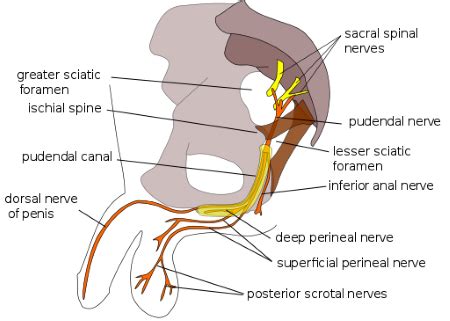 Sacral Plexus | Definition, Function & Location | Study.com