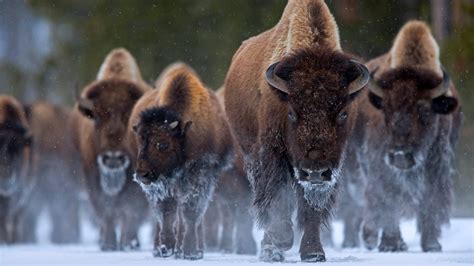 Bison at Yellowstone National Park, Wyoming | Yellowstone national ...