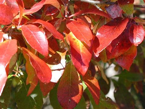 Black Tupelo, A Native American Fruit Tree - Eat The Planet