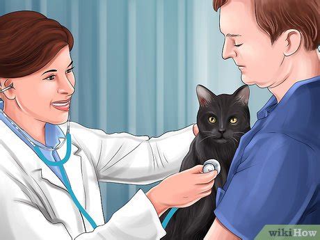 How to Treat a Poisoned Cat: 13 Steps (with Pictures) - wikiHow