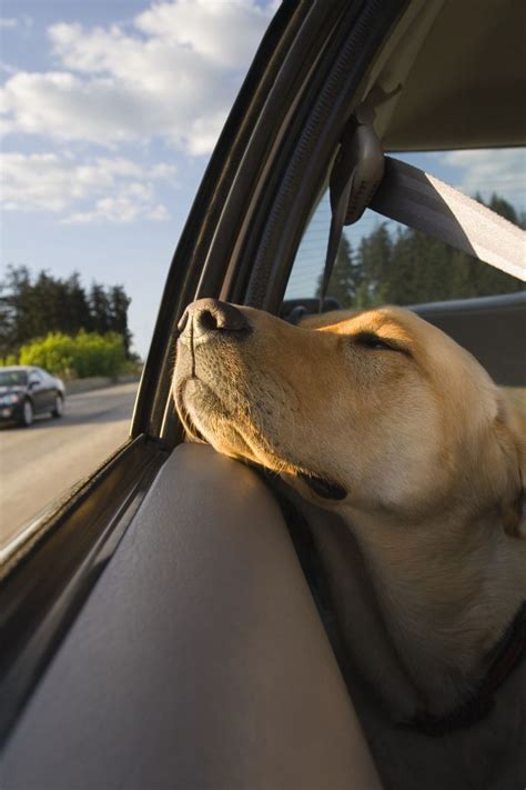 Tips For Traveling With Pets | Pet travel, Dog travel, Dogs