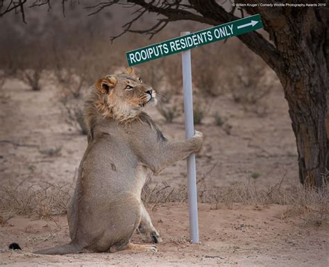 Comedy Wildlife Awards 2019: Die lustigsten Tierbilder des Jahres ...