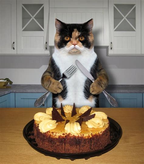 Cat Eating a Cake in Kitchen Stock Photo - Image of holiday, concept ...