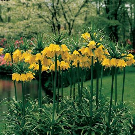 Fritillaria Imperialis lutea Maxima | K. van Bourgondien