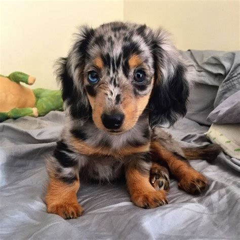 Miniature Dachshund: History, Temperament, Care, Training, Diet