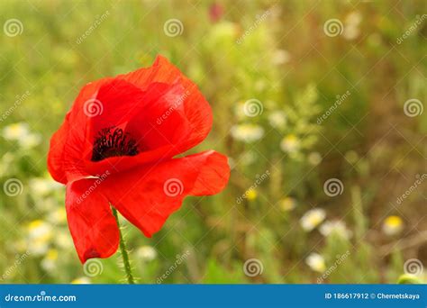 Beautiful Red Poppy Flower in Green Field Stock Photo - Image of blooming, blossoming: 186617912