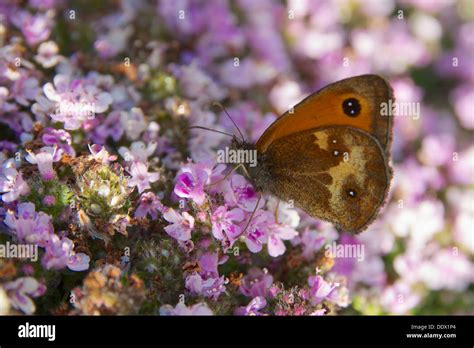 Gatekeeper Butterfly Stock Photo - Alamy