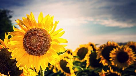 Sunflower Wallpapers (72+ images)