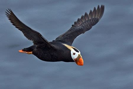 Tufted Puffin Facts - NatureMapping