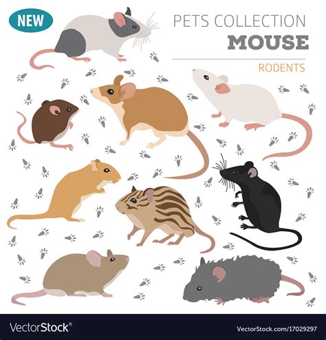 Mice breeds icon set flat style isolated on white Vector Image