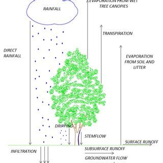 Hydrological cycle of rainfall interception | Download Scientific Diagram